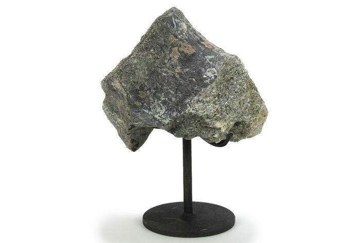 Fossil Sauropod Vertebra Section w/ Metal Stand - Colorado #294906